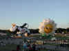 web_20050916-045cowdaisy.JPG (41100 bytes)