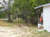 web_20071119-004willbethdeer.JPG (75560 bytes)