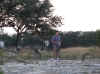 web_20071119-060skyfeeddeer.JPG (63591 bytes)