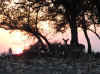 web_20071119-062sunsetdeer.JPG (81219 bytes)