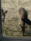 web_20071120-006deer.JPG (57182 bytes)